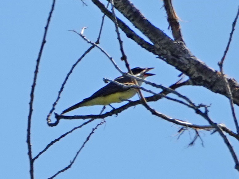 Thick-billed Kingbird - ML623926074