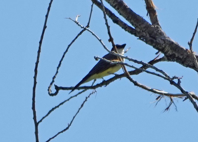 Thick-billed Kingbird - ML623926075