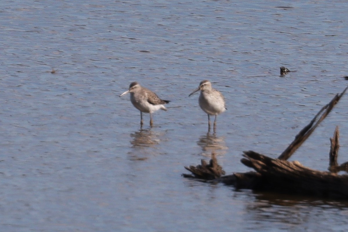 Stilt Sandpiper - ML623926079