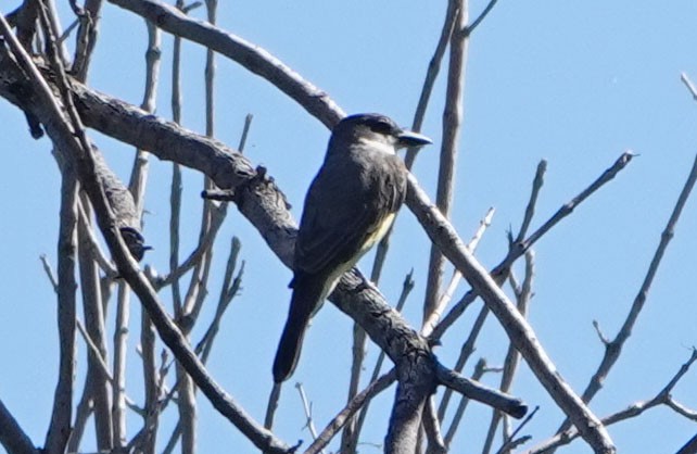 Thick-billed Kingbird - ML623926080