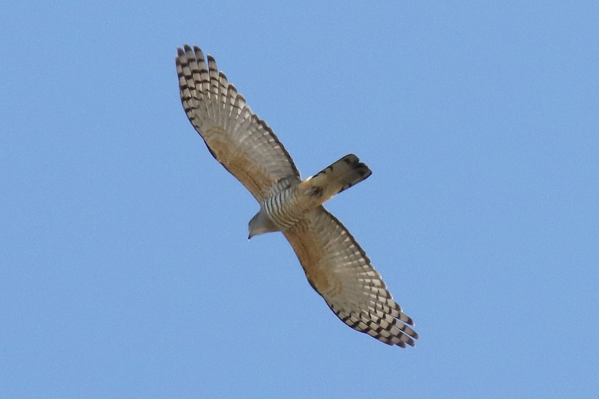 Pacific Baza - ML623926121