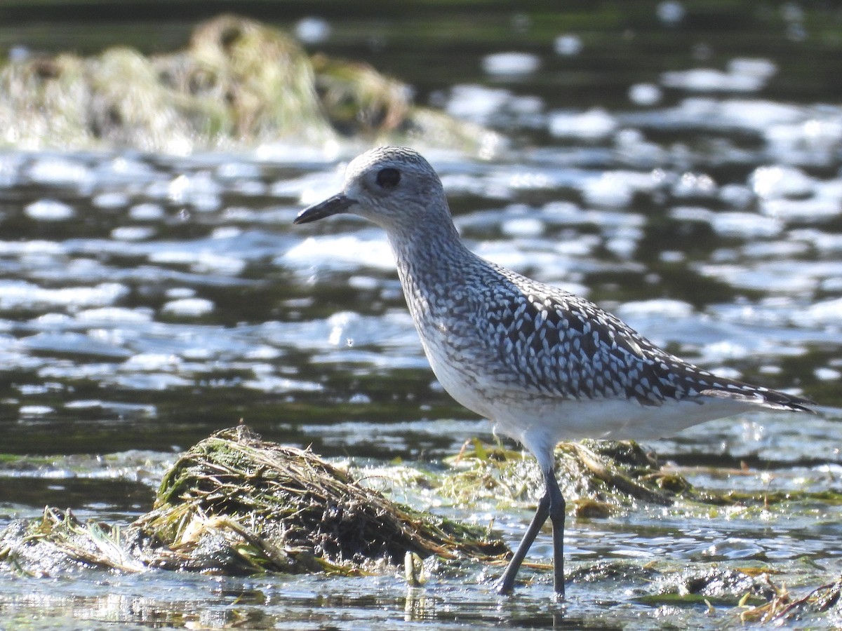 Black-bellied Plover - ML623926133