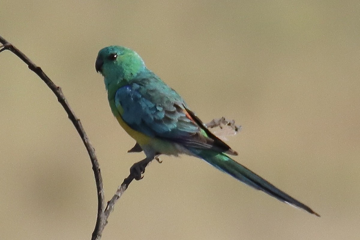 Red-rumped Parrot - ML623926141