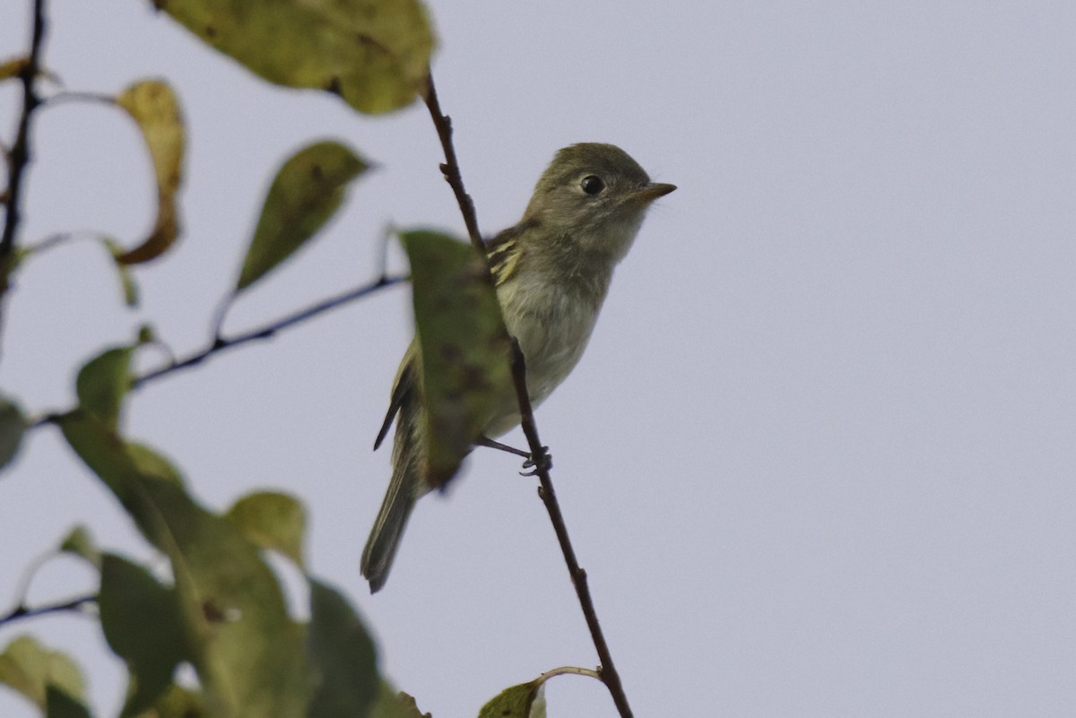 Eastern Wood-Pewee - ML623926145