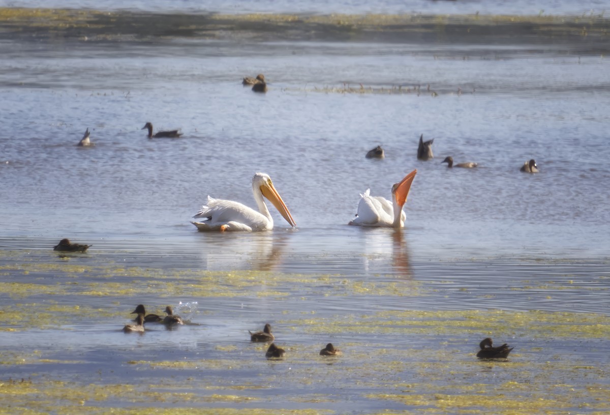 American White Pelican - ML623926155