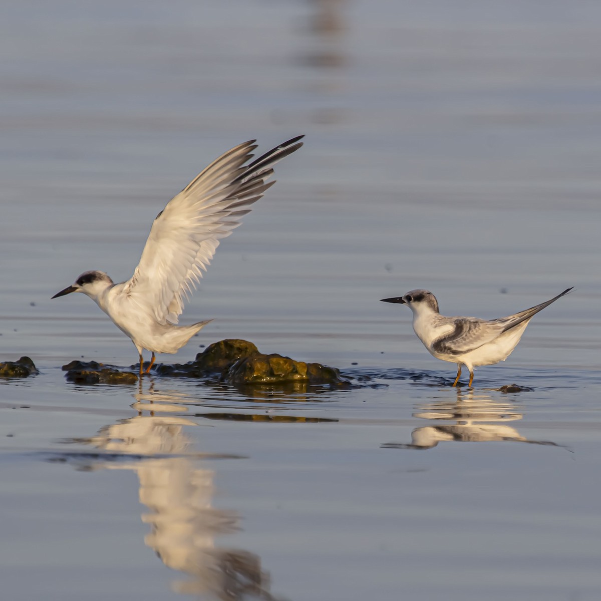 Least Tern - ML623926166