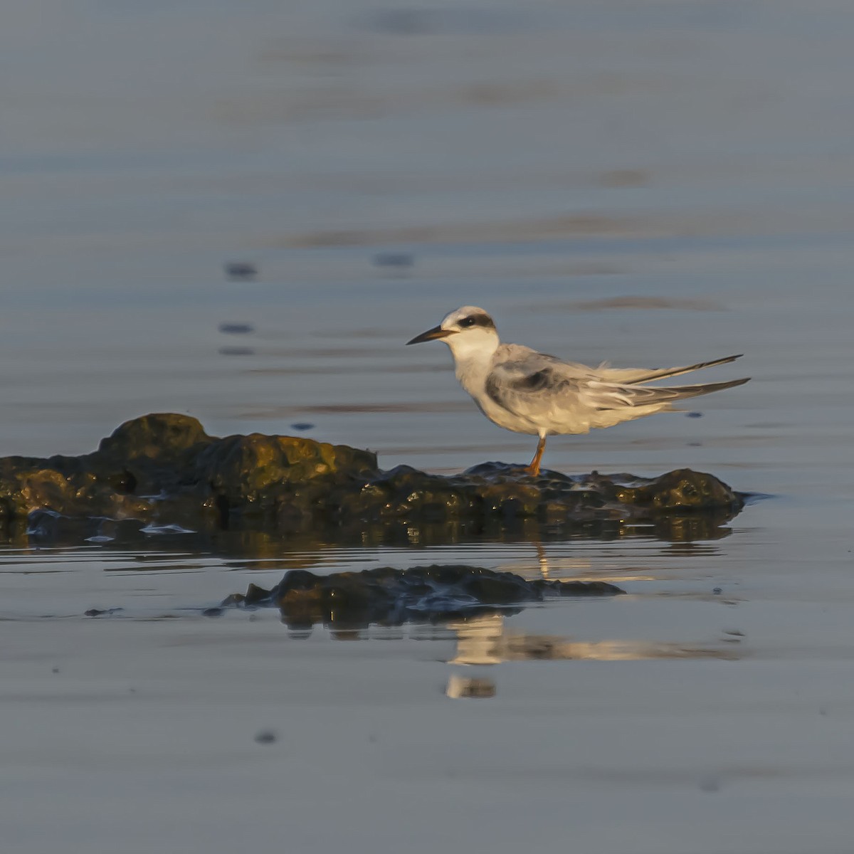 Least Tern - ML623926167