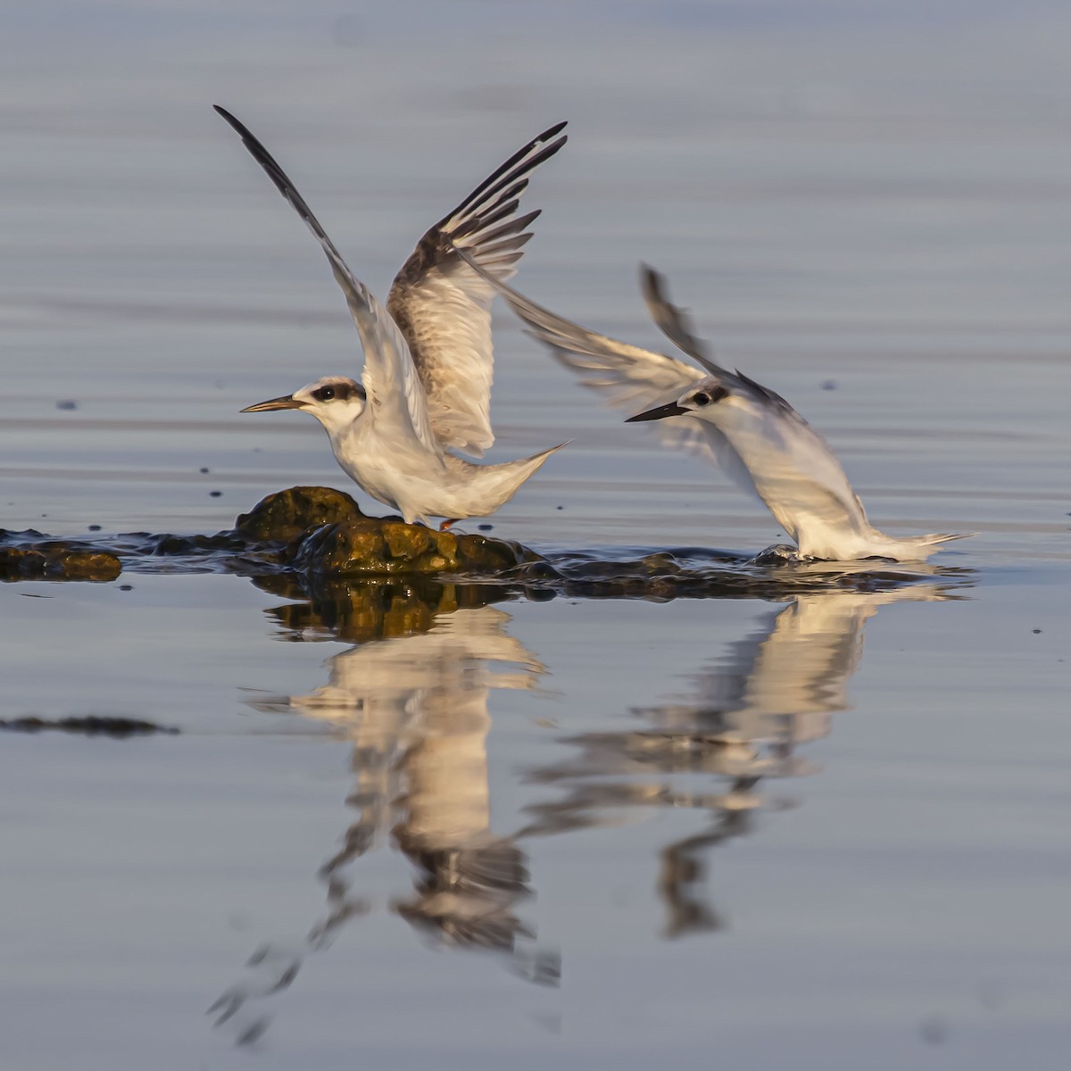 Least Tern - ML623926169