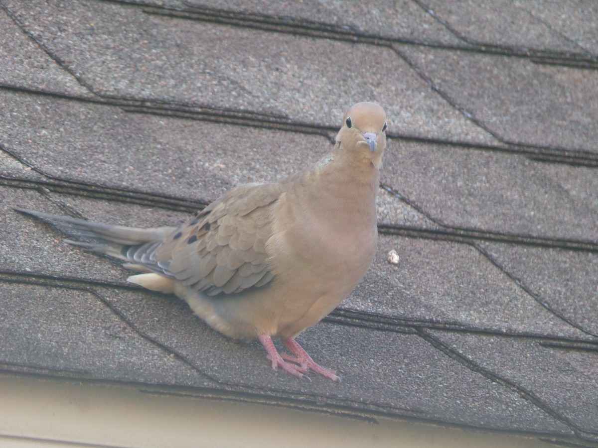 Mourning Dove - ML623926171