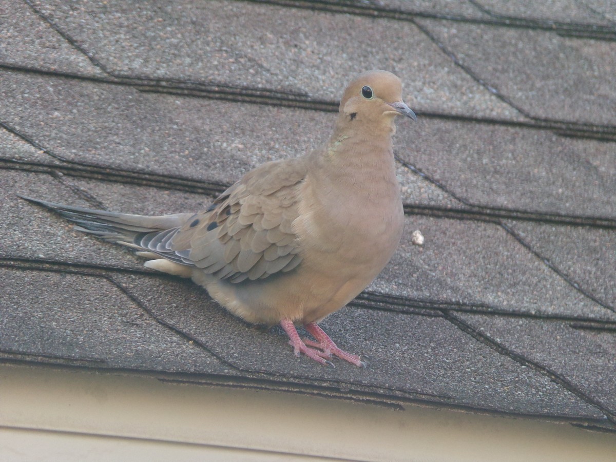 Mourning Dove - Texas Bird Family