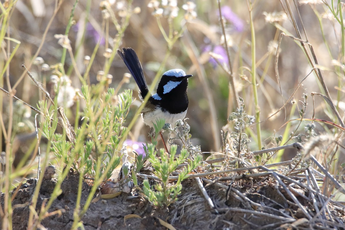 Superb Fairywren - ML623926184