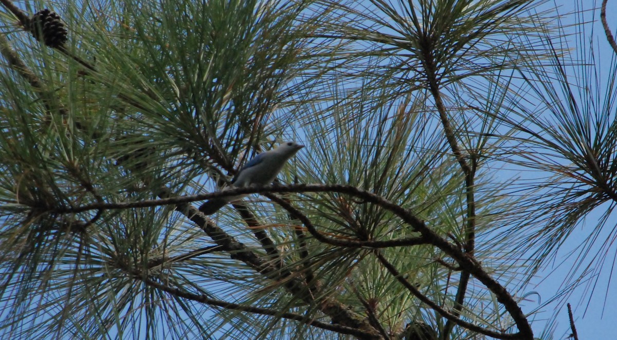 Blue-gray Tanager - ML623926197