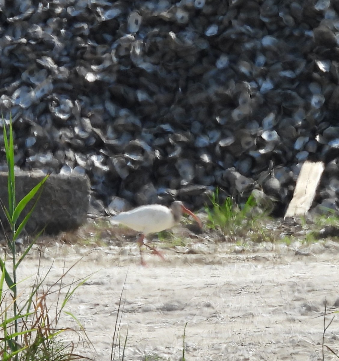 White Ibis - ML623926211