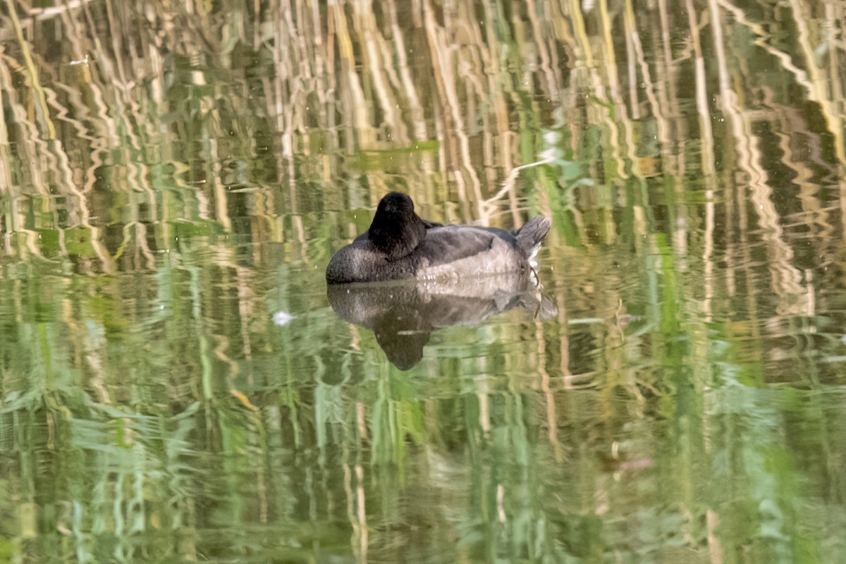 Tufted Duck - Sue Barth