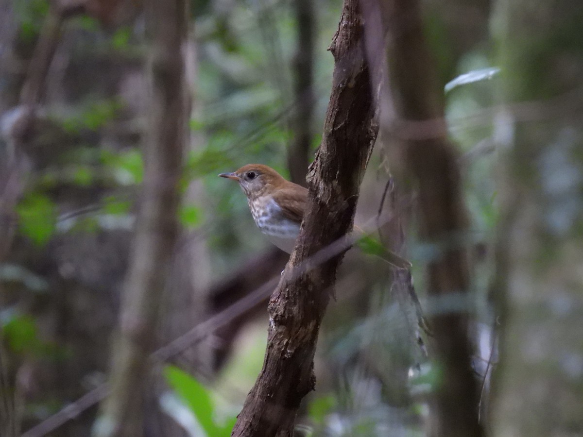 Veery - ML623926221