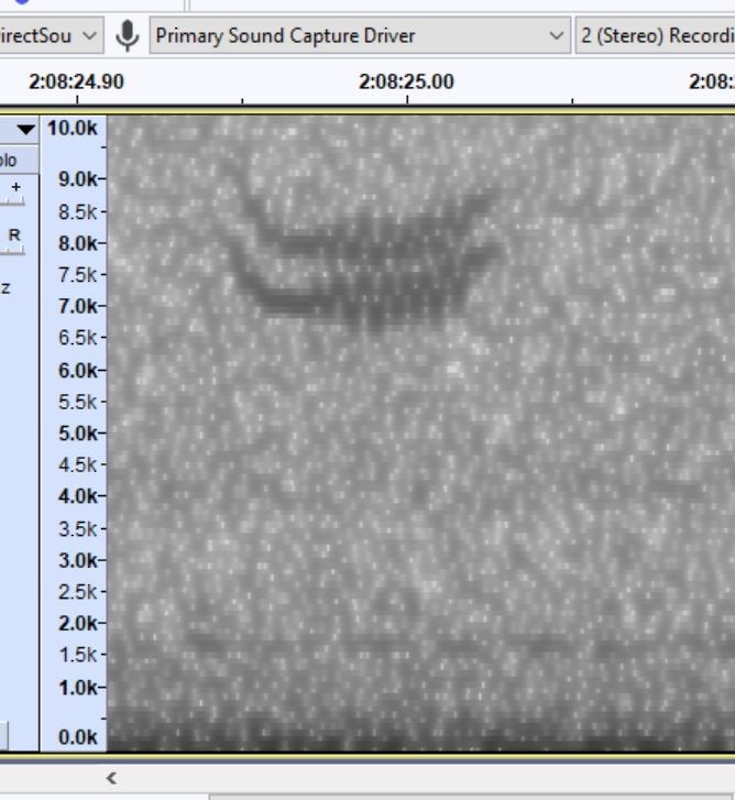 Lincoln's/Swamp Sparrow - ML623926222