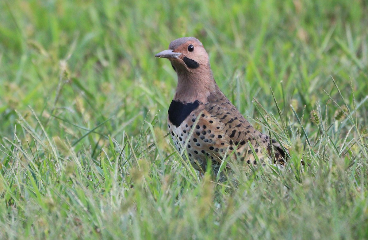 Northern Flicker - ML623926234