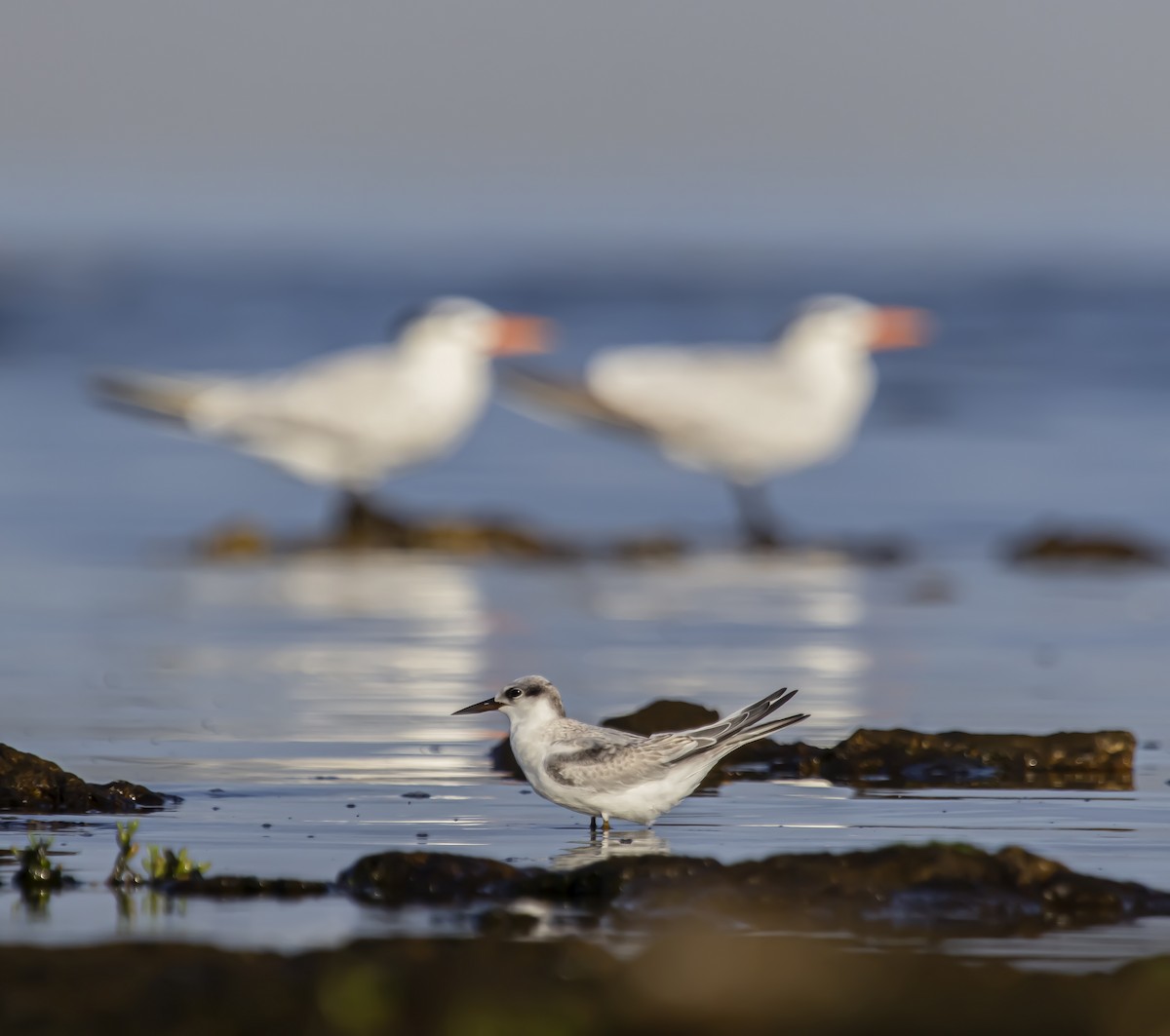 Least Tern - ML623926249