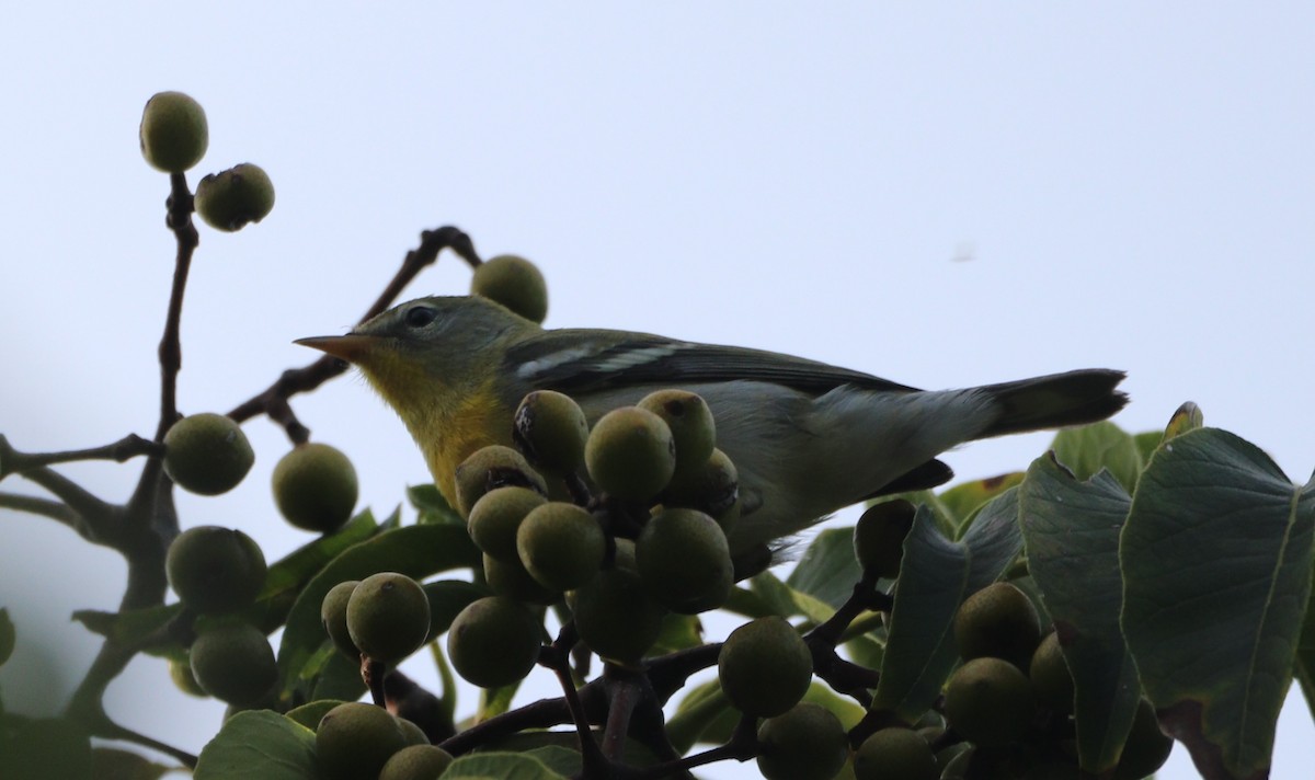 Northern Parula - ML623926253