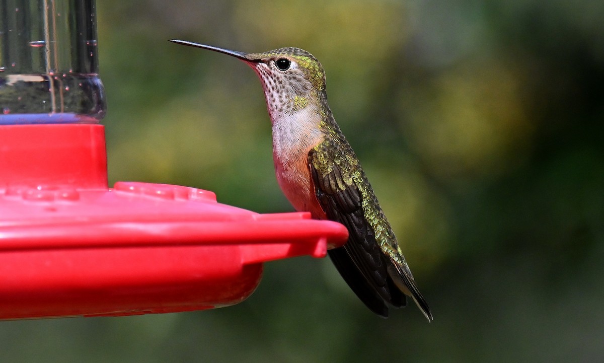 Broad-tailed Hummingbird - ML623926255