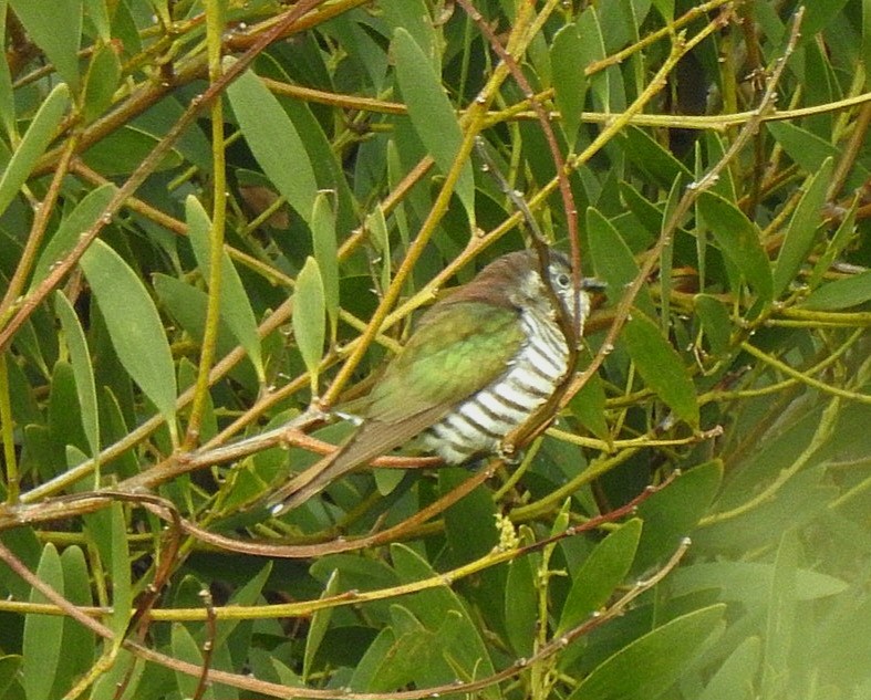 Shining Bronze-Cuckoo - Nat STARR