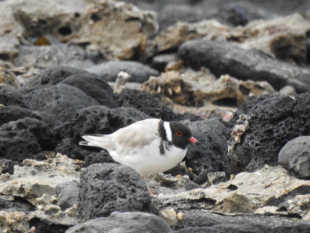 Hooded Plover - Nat STARR