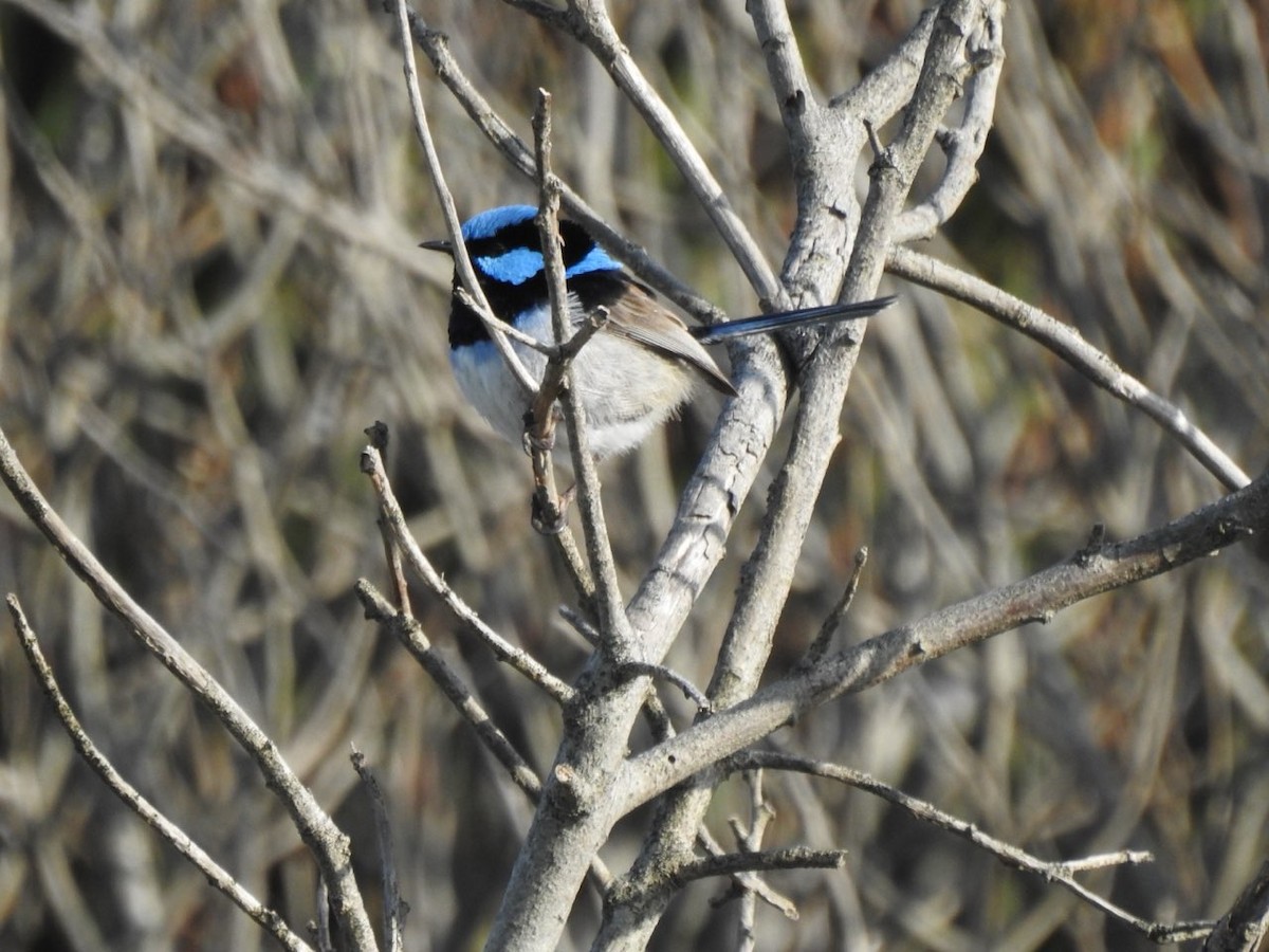 Superb Fairywren - ML623926279