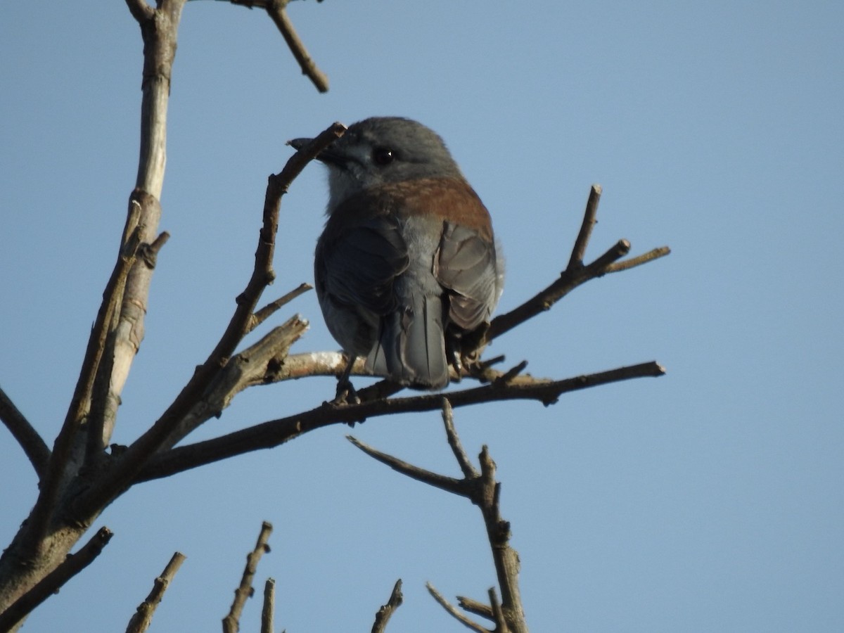 Gray Shrikethrush - ML623926282