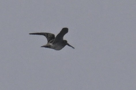 Wilson's Snipe - ML623926323