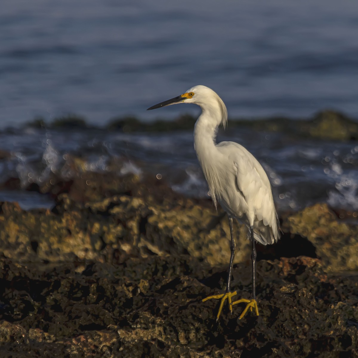 Snowy Egret - ML623926329