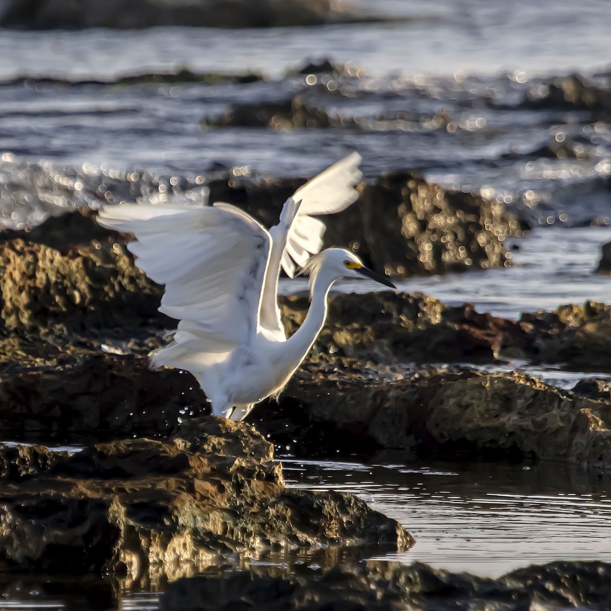 Snowy Egret - ML623926330