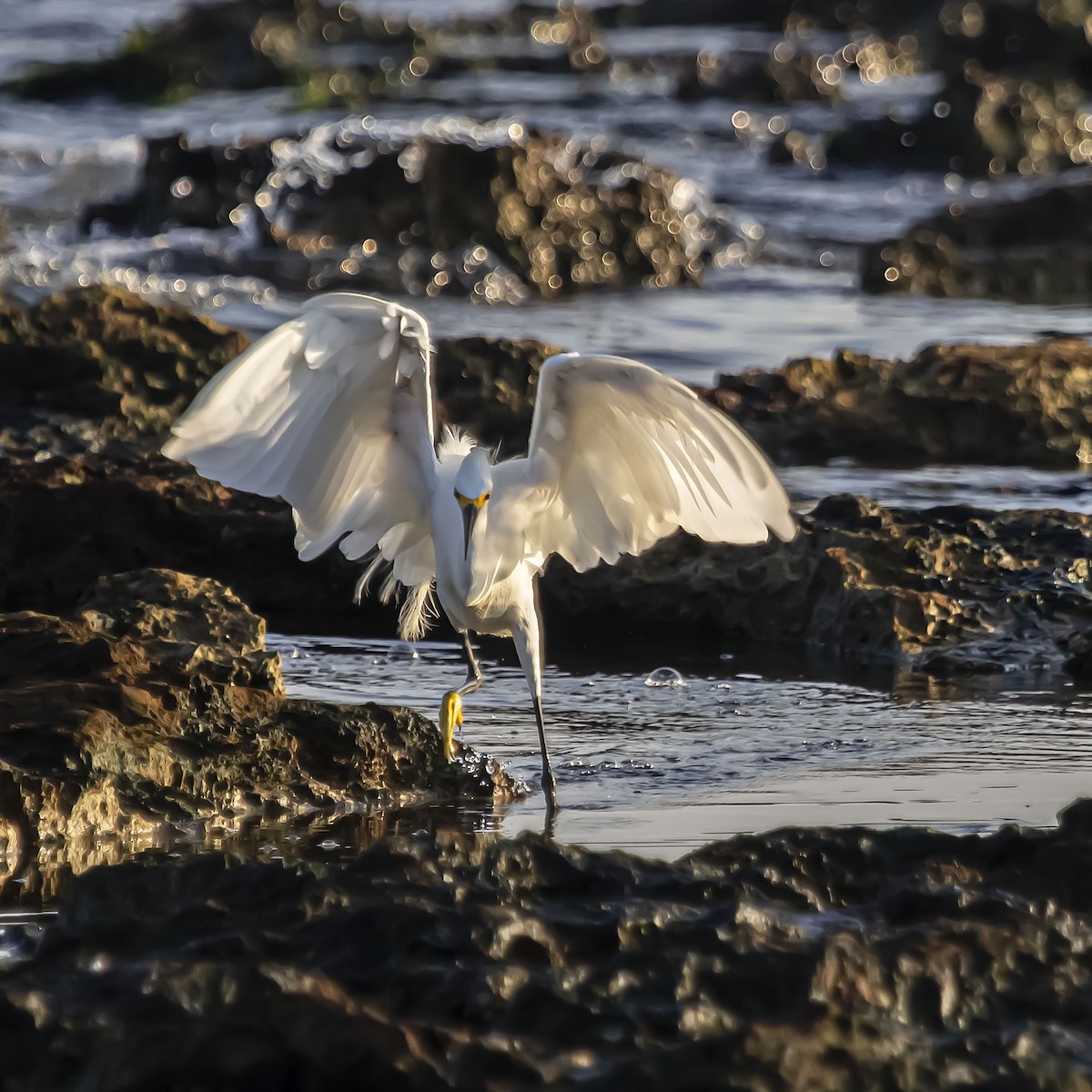 Snowy Egret - ML623926331