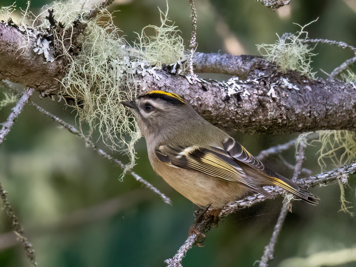 Golden-crowned Kinglet - ML623926337