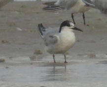 Common Tern - ML623926356