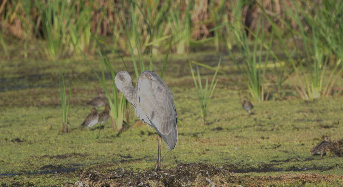 Great Blue Heron - ML623926367