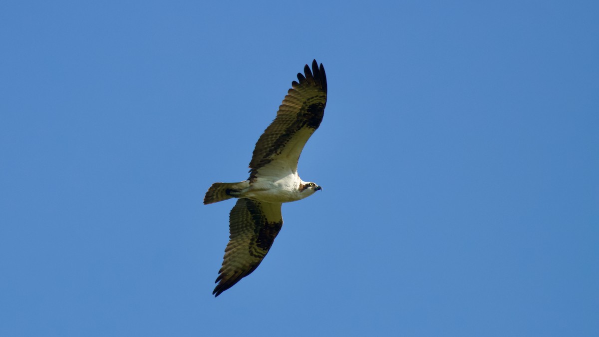 Osprey - ML623926389