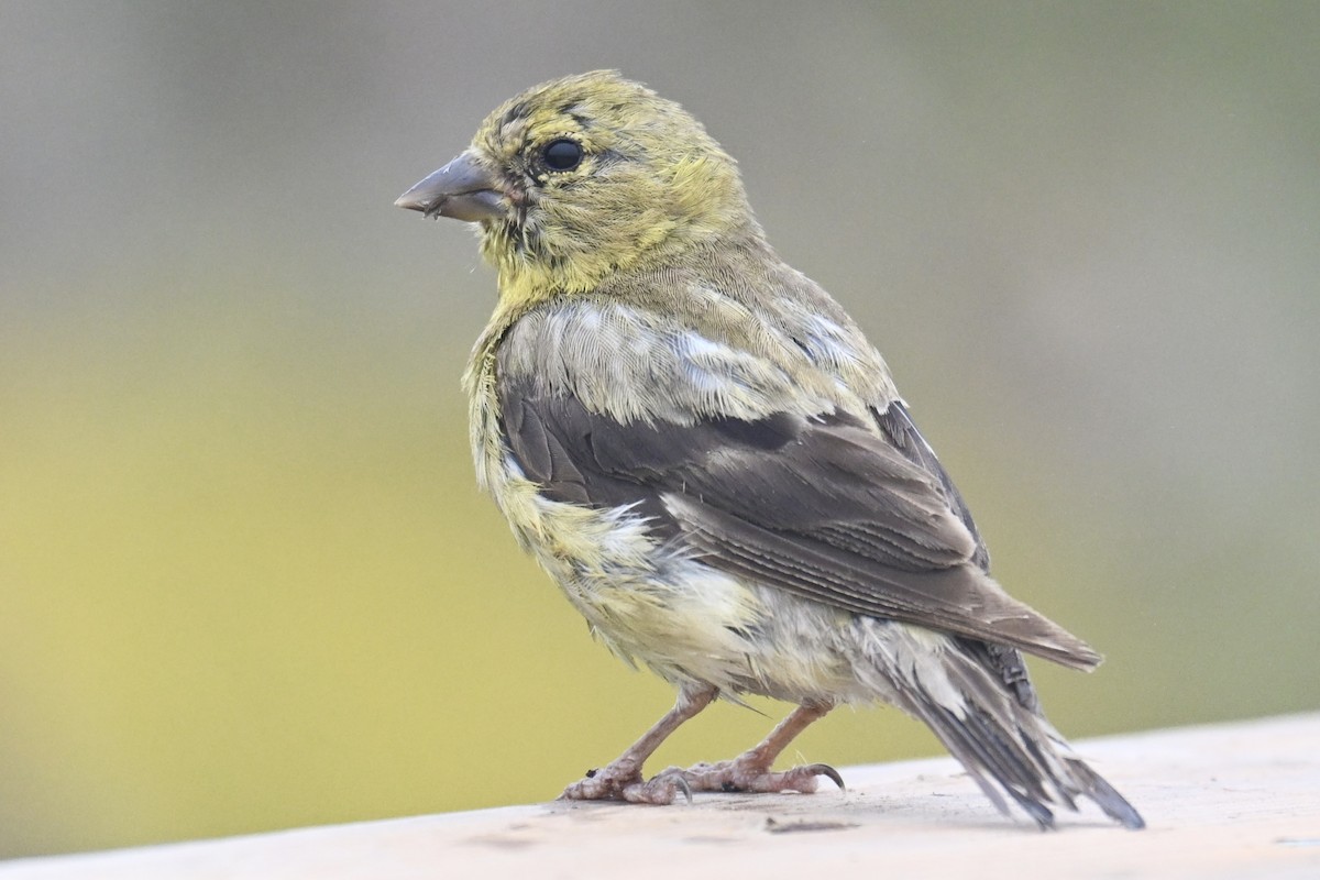 American Goldfinch - Michele Carnerie