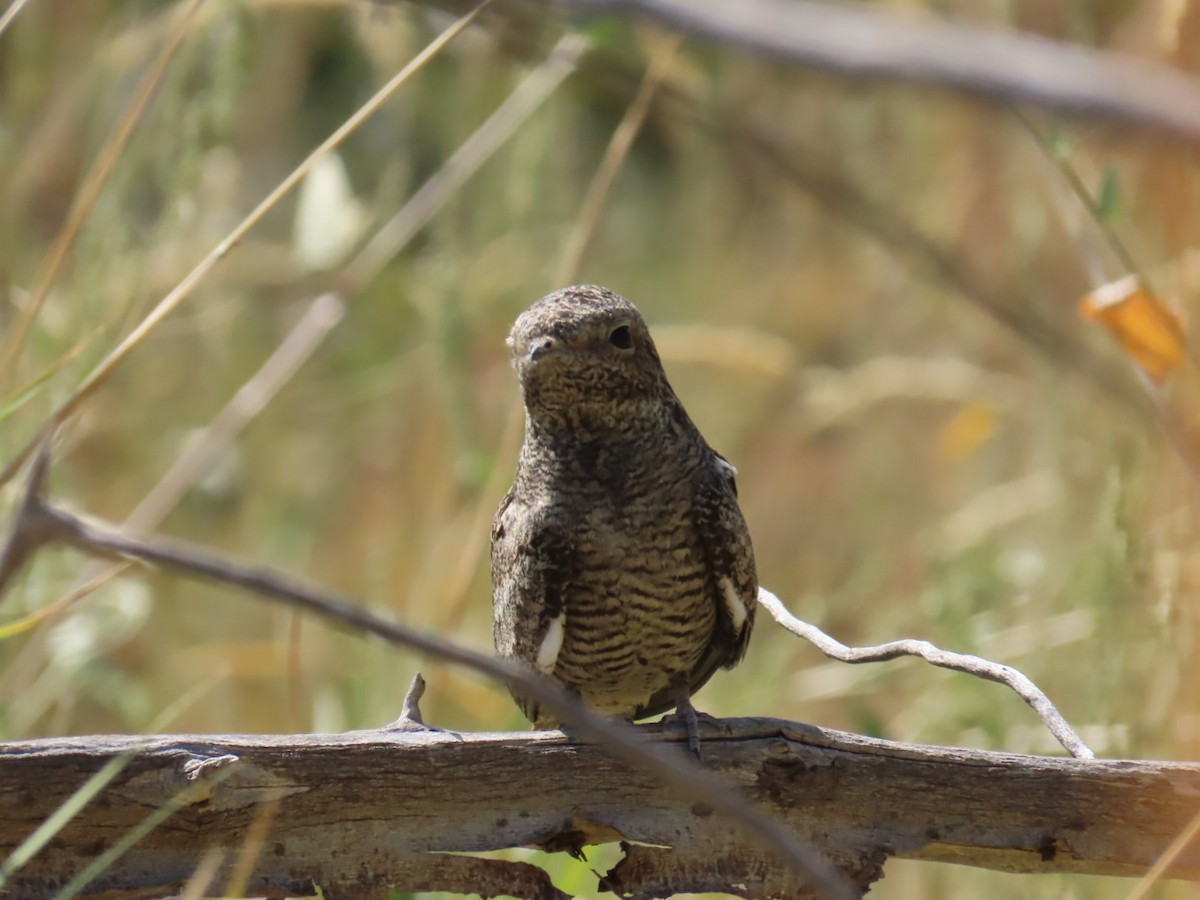 Common Nighthawk - ML623926392