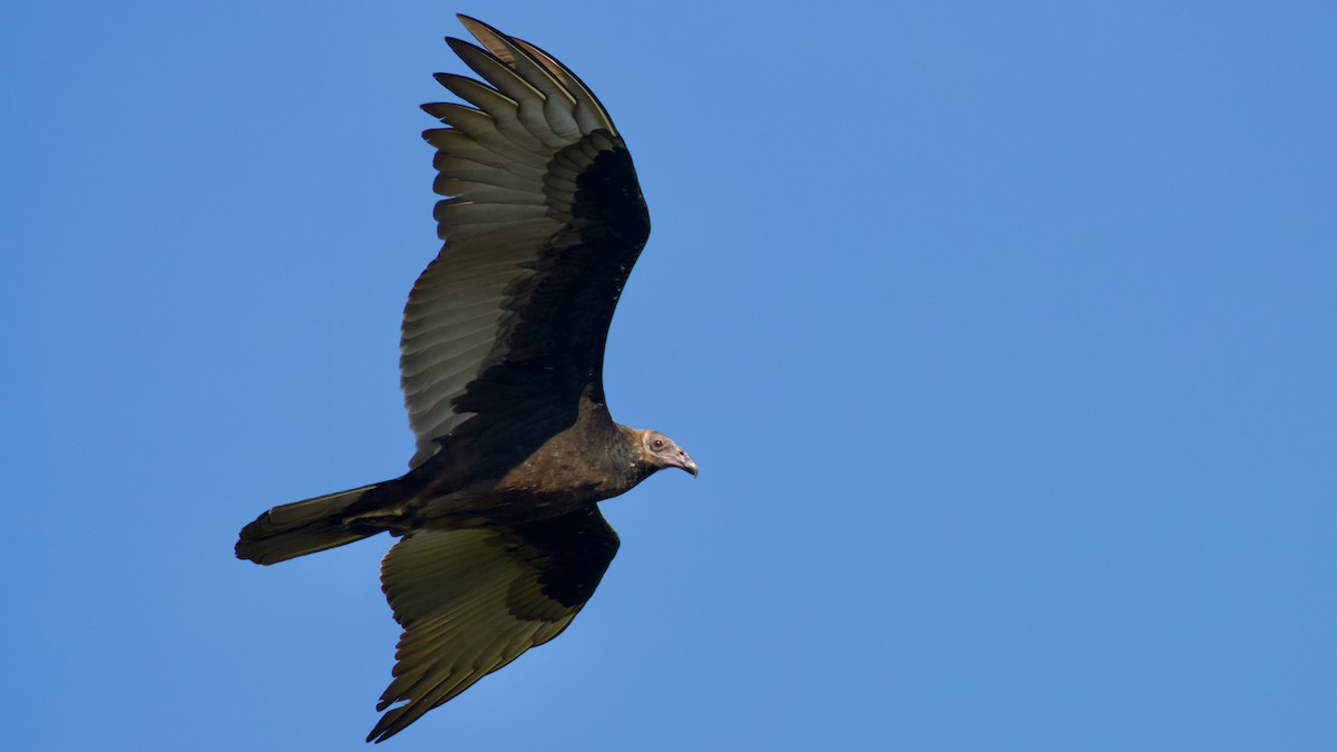 Turkey Vulture - ML623926393