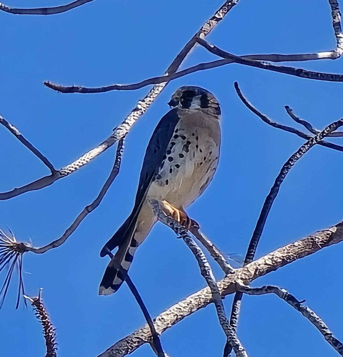 American Kestrel - ML623926394