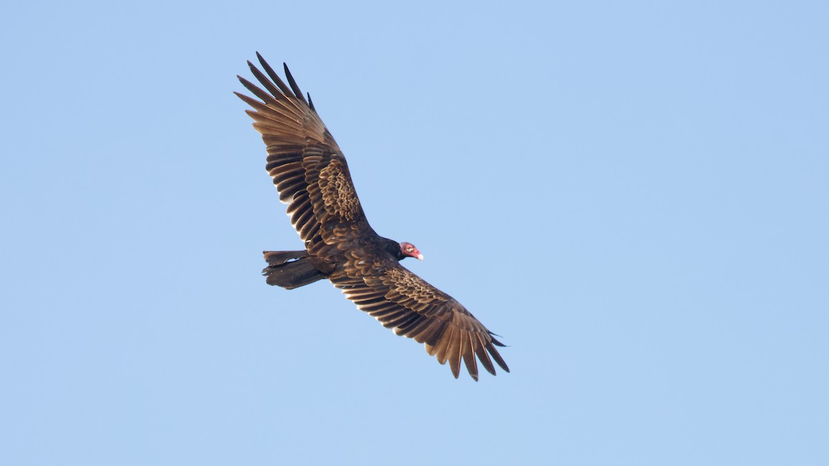 Turkey Vulture - ML623926397