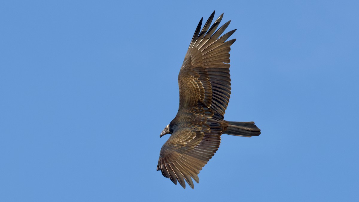 Turkey Vulture - ML623926398