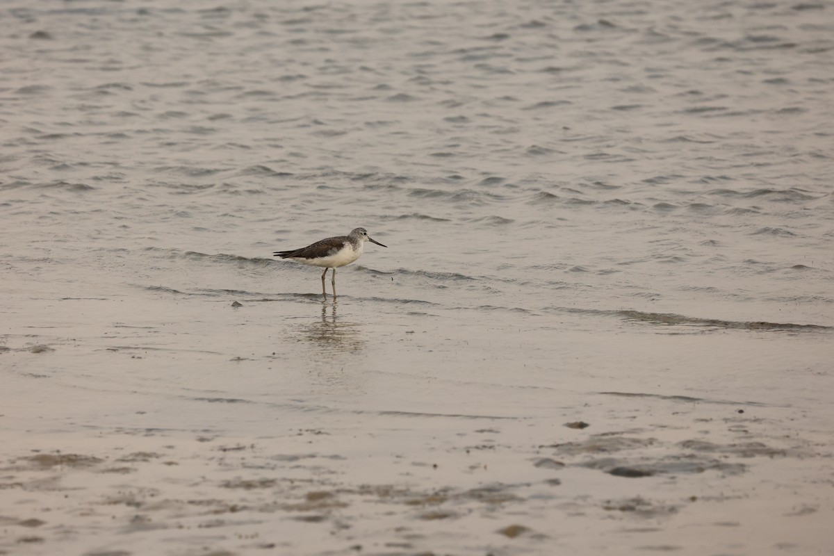 Common Greenshank - ML623926399