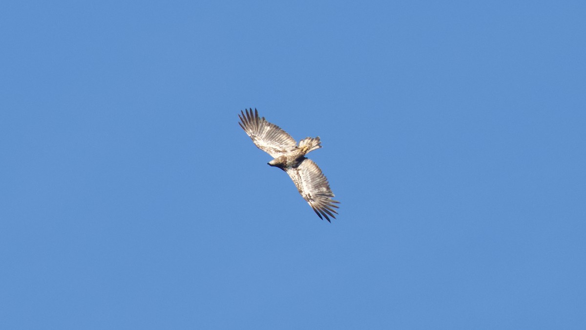 Bald Eagle - ML623926400