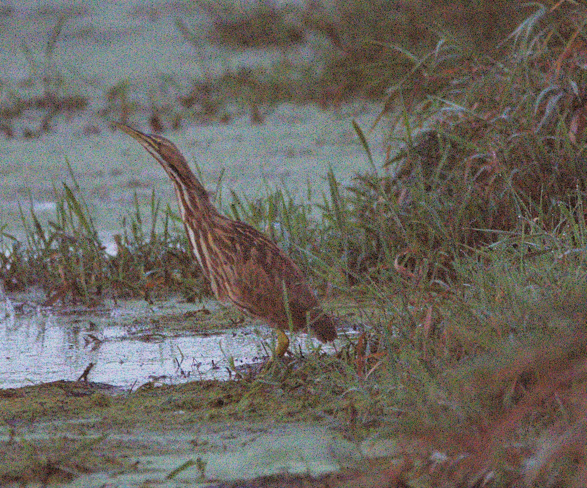 American Bittern - ML623926402