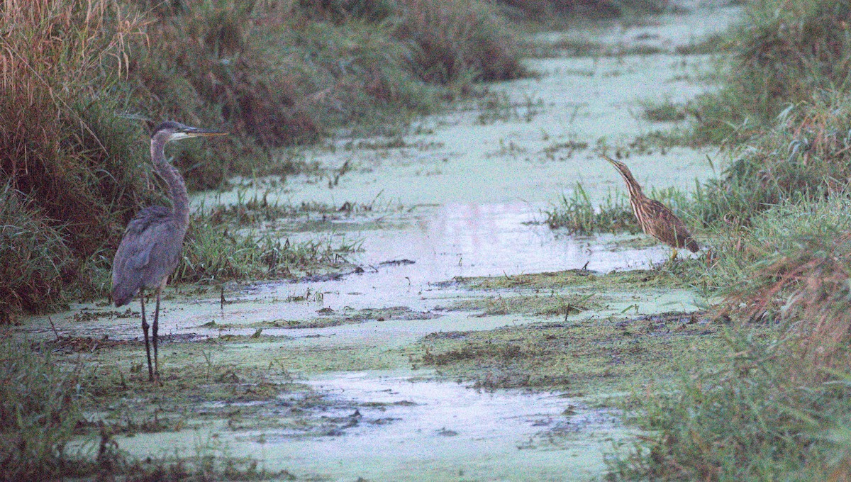 American Bittern - ML623926403