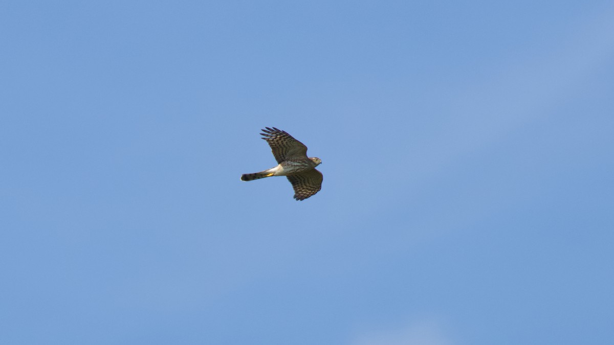 Sharp-shinned Hawk - ML623926407