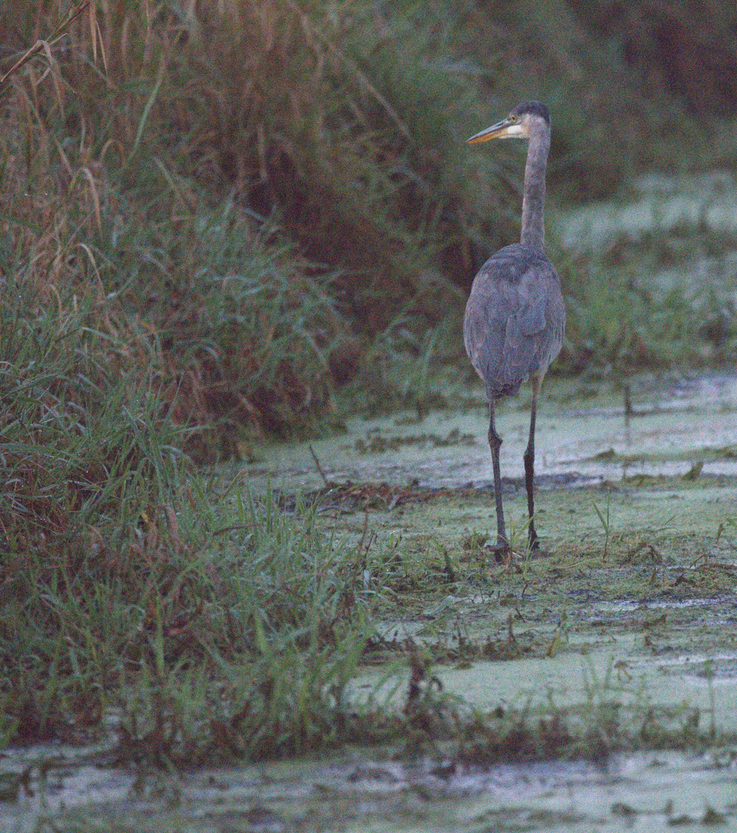 Great Blue Heron - ML623926419