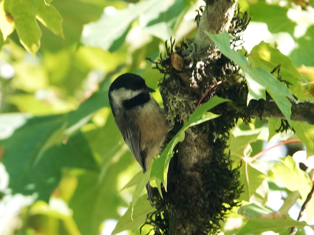 Black-capped Chickadee - Aldrin Leung