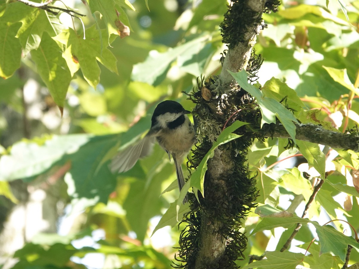 Black-capped Chickadee - ML623926439